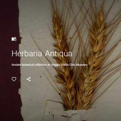 herbaria-en-480x463