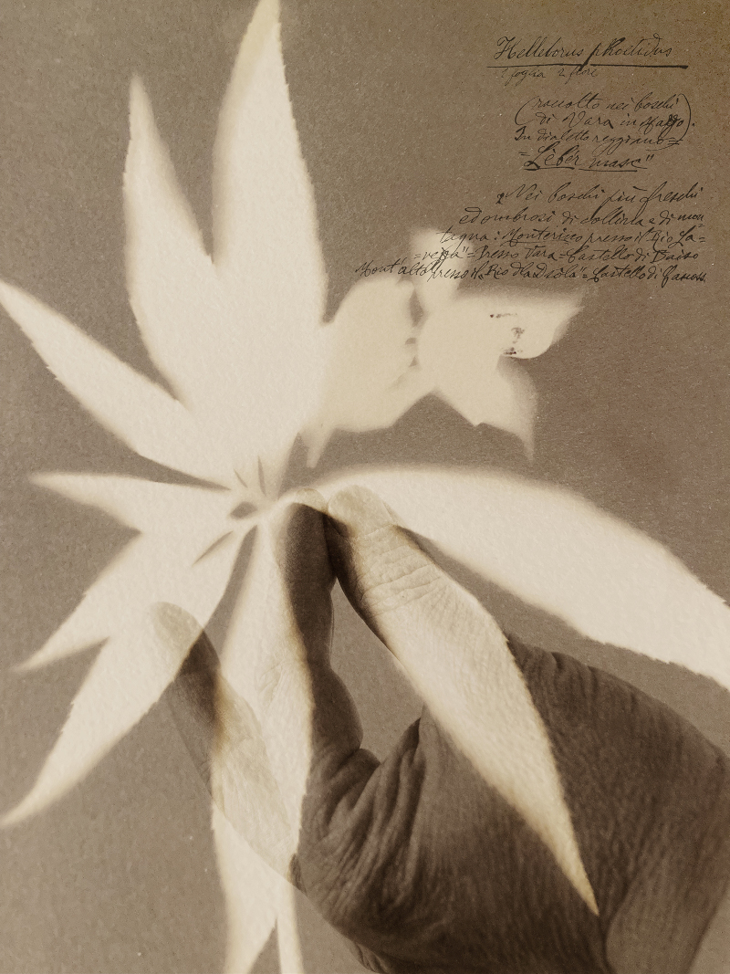 foto dalla mostra ``Herbarium. I fiori sono rimasti rosa`` di Alessandra Calò