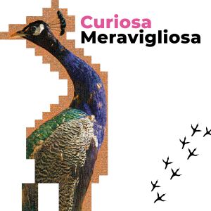 carosello 1