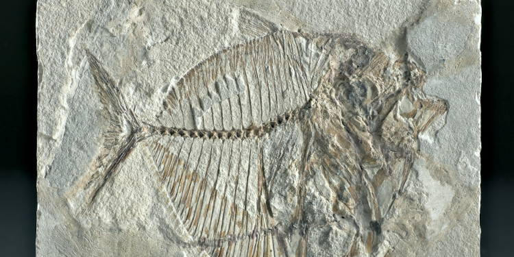 fossile 750