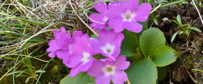 primula appenninica