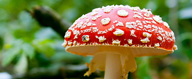 15-10 Amanita-Muscaria