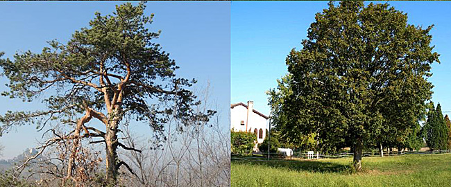 22--10-alberi_museo-650px