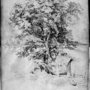 Giovanni Fontanesi - Studio di albero